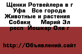 Щенки Ротвейлера в г.Уфа - Все города Животные и растения » Собаки   . Марий Эл респ.,Йошкар-Ола г.